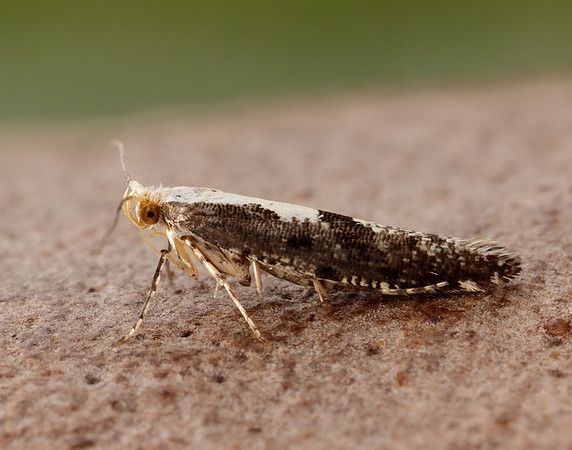 20.019 BF418 Apple Fruit Moth Argyresthia conjugella