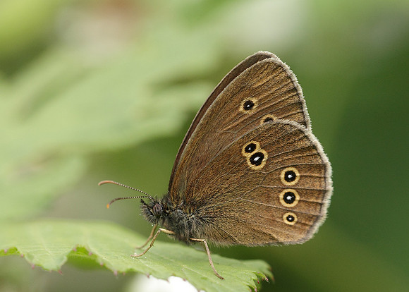 Ringlet Aphantopus hyperantus