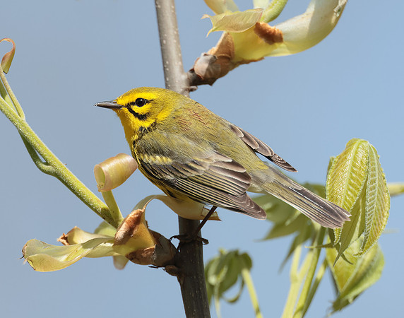 Prairie Warbler Setophaga discolor