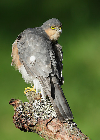 Sparrowhawk Accipiter nisus