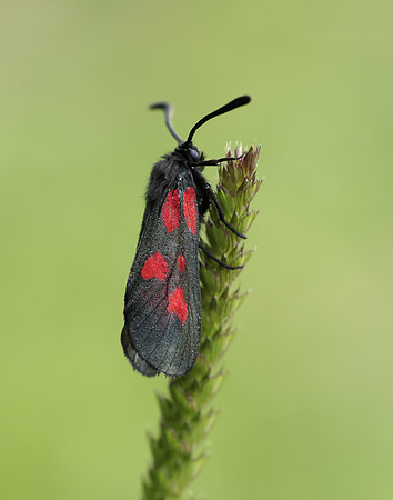 54.007 BF168 New Forest Burnet Zygaena viciae