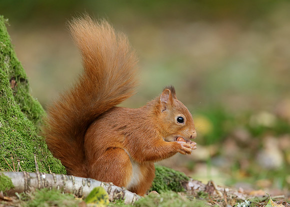 Red Squirrel Sciurus vulgaris
