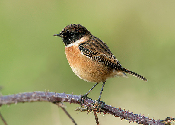Stonechat Saxicola torquatus