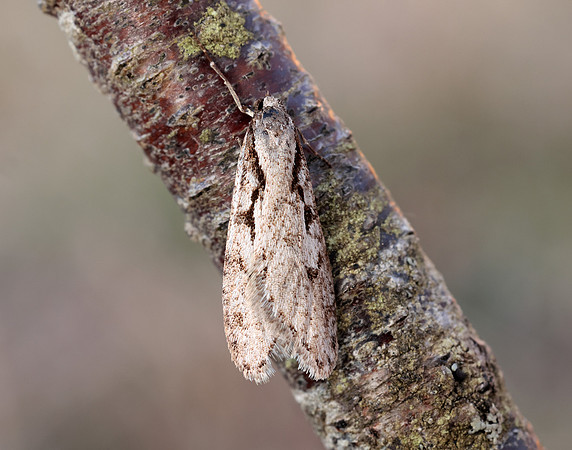 32.001 BF666 Semioscopis avellanella