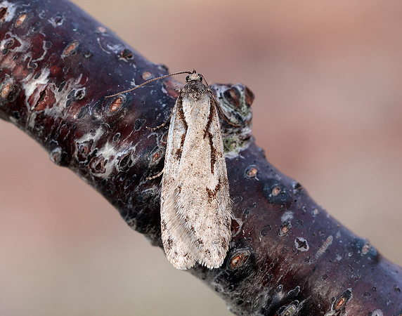 32.001 BF666 Semioscopis avellanella