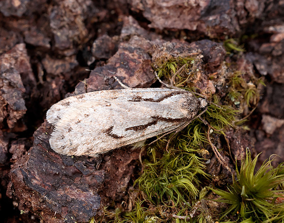 32.001 BF666 Semioscopis avellanella