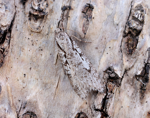 32.001 BF666 Semioscopis avellanella