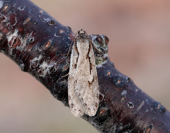 32.001 BF666 Semioscopis avellanella