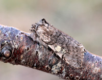 65.016 BF1659 Yellow Horned Achlya flavicornis
