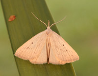 72.052 BF2493 Dotted Fan-foot Macrochilo cribrumalis