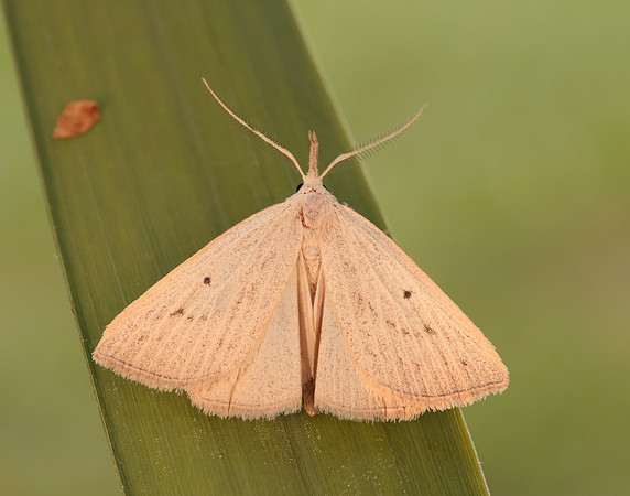 72.052 BF2493 Dotted Fan-foot Macrochilo cribrumalis