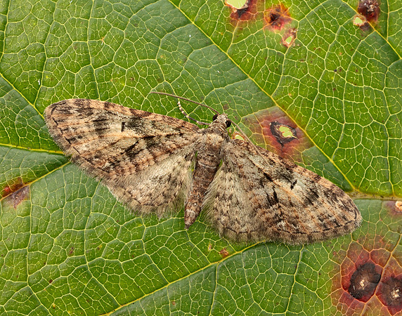 70.156 BF1852 Brindled Pug Eupithecia abbreviata