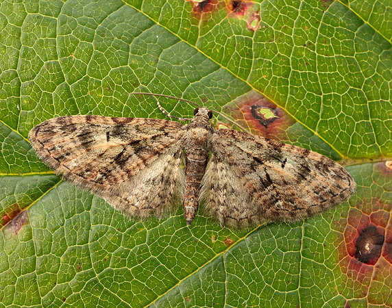 70.156 BF1852 Brindled Pug Eupithecia abbreviata