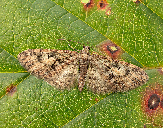 70.156 BF1852 Brindled Pug Eupithecia abbreviata