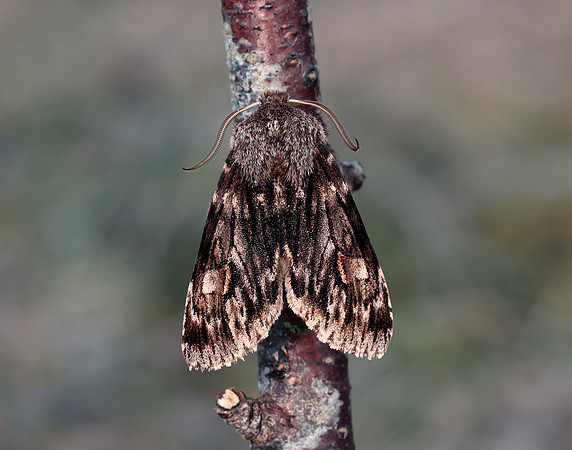 73.066 BF2228 Rannoch Sprawler Brachionycha nubeculosa