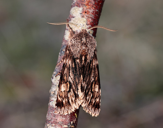 73.066 BF2228 Rannoch Sprawler Brachionycha nubeculosa