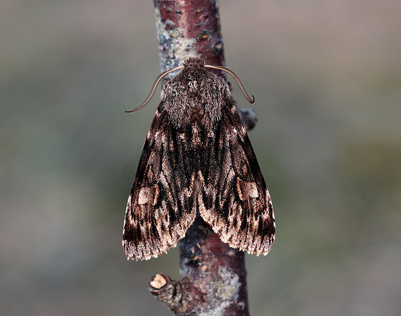 73.066 BF2228 Rannoch Sprawler Brachionycha nubeculosa