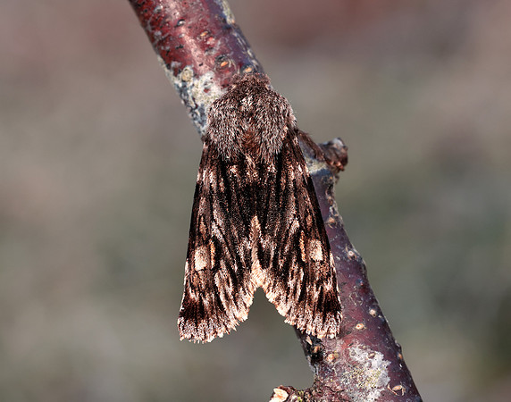 73.066 BF2228 Rannoch Sprawler Brachionycha nubeculosa