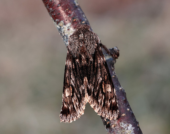 73.066 BF2228 Rannoch Sprawler Brachionycha nubeculosa