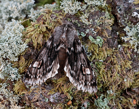 73.066 BF2228 Rannoch Sprawler Brachionycha nubeculosa
