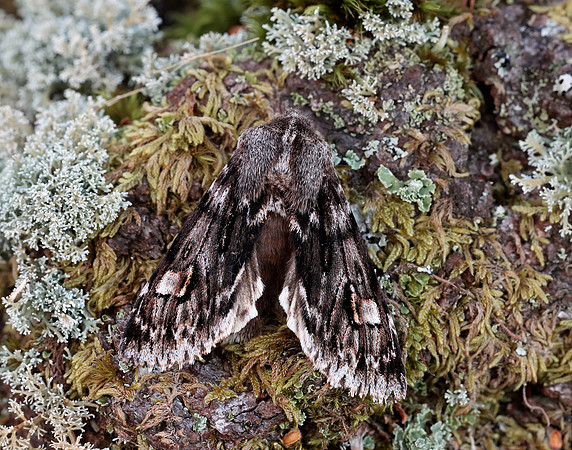 73.066 BF2228 Rannoch Sprawler Brachionycha nubeculosa