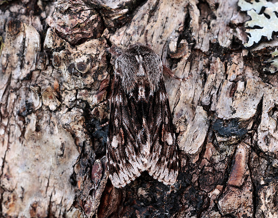73.066 BF2228 Rannoch Sprawler Brachionycha nubeculosa