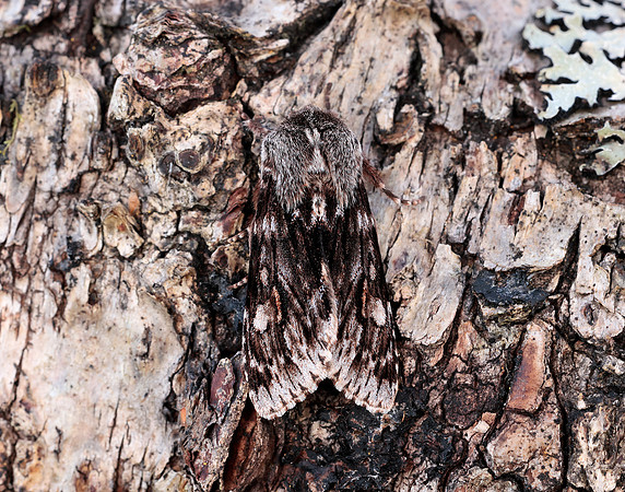 73.066 BF2228 Rannoch Sprawler Brachionycha nubeculosa