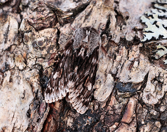 73.066 BF2228 Rannoch Sprawler Brachionycha nubeculosa