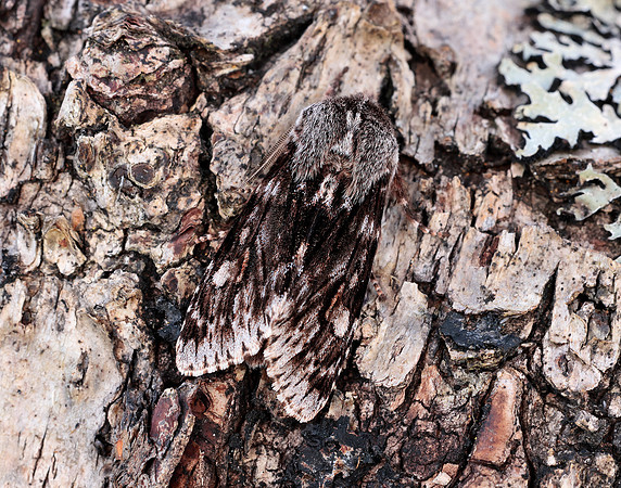 73.066 BF2228 Rannoch Sprawler Brachionycha nubeculosa