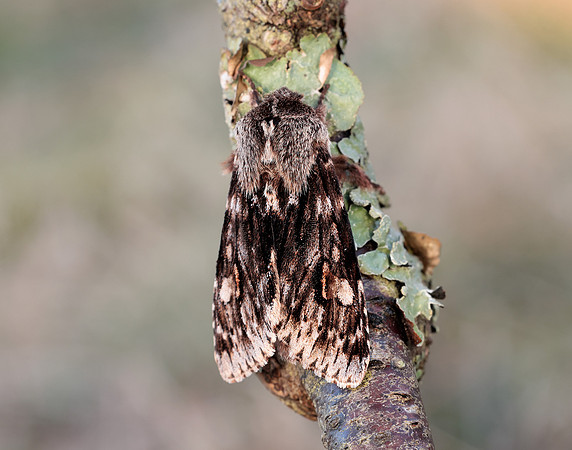 73.066 BF2228 Rannoch Sprawler Brachionycha nubeculosa