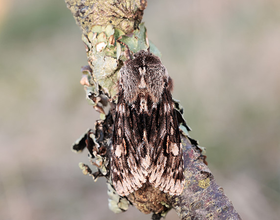 73.066 BF2228 Rannoch Sprawler Brachionycha nubeculosa
