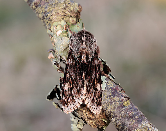 73.066 BF2228 Rannoch Sprawler Brachionycha nubeculosa
