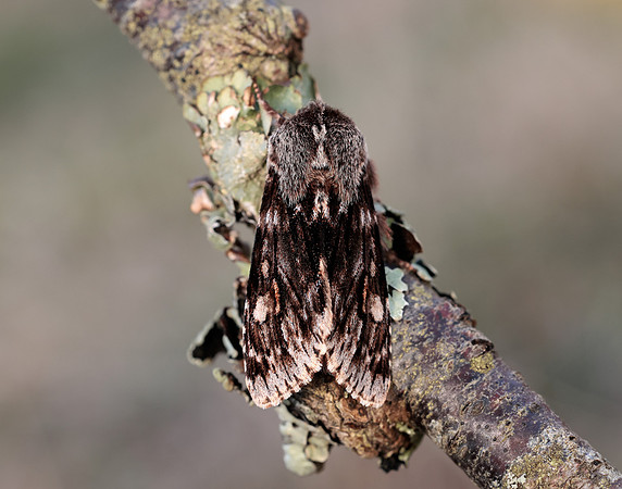 73.066 BF2228 Rannoch Sprawler Brachionycha nubeculosa