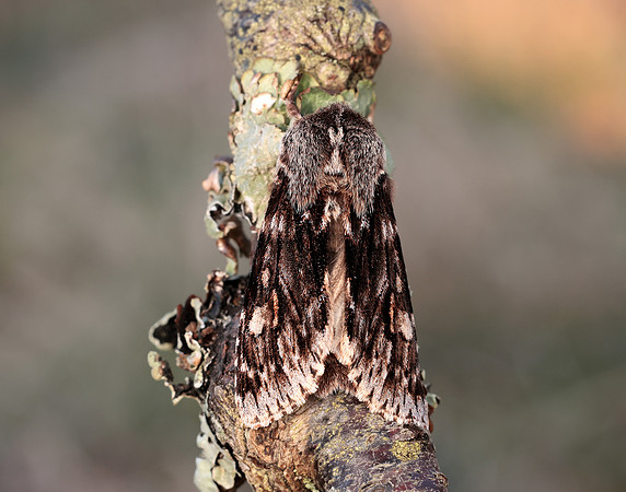 73.066 BF2228 Rannoch Sprawler Brachionycha nubeculosa