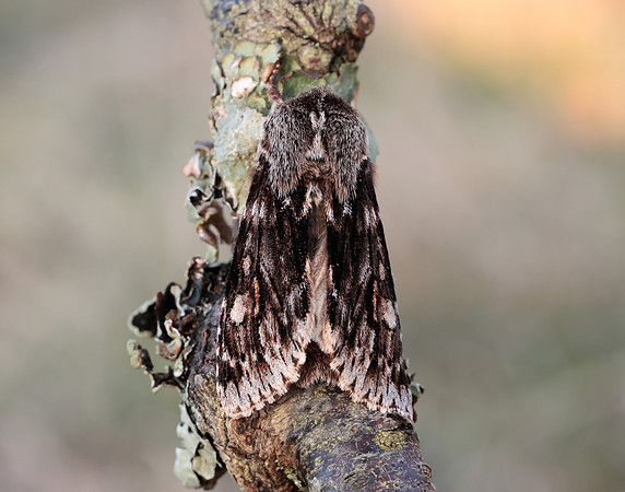 73.066 BF2228 Rannoch Sprawler Brachionycha nubeculosa