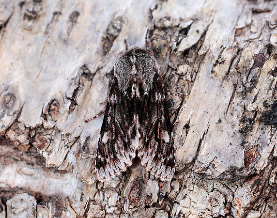 73.066 BF2228 Rannoch Sprawler Brachionycha nubeculosa
