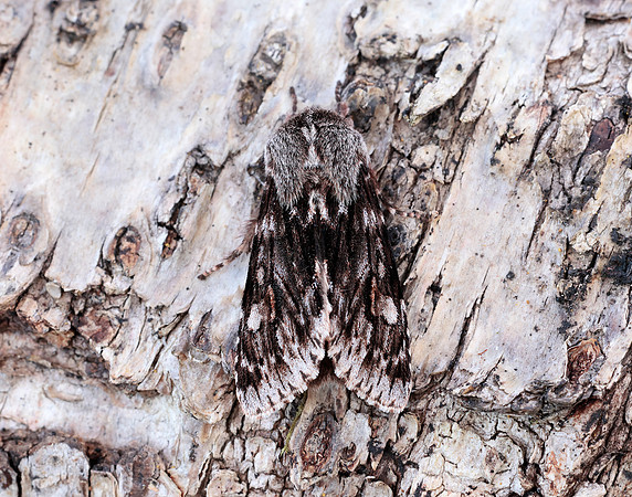 73.066 BF2228 Rannoch Sprawler Brachionycha nubeculosa