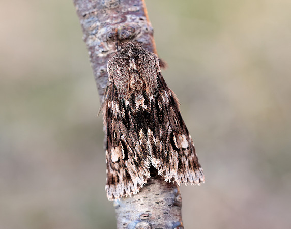 73.066 BF2228 Rannoch Sprawler Brachionycha nubeculosa