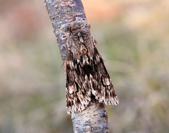73.066 BF2228 Rannoch Sprawler Brachionycha nubeculosa