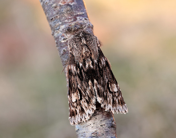 73.066 BF2228 Rannoch Sprawler Brachionycha nubeculosa