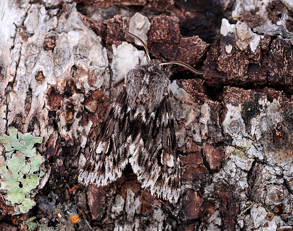 73.066 BF2228 Rannoch Sprawler Brachionycha nubeculosa