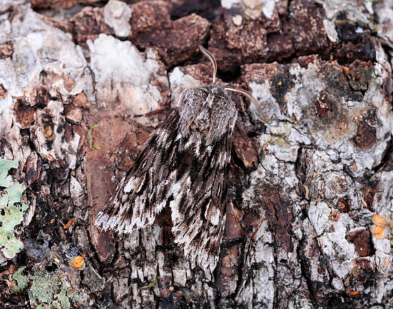 73.066 BF2228 Rannoch Sprawler Brachionycha nubeculosa