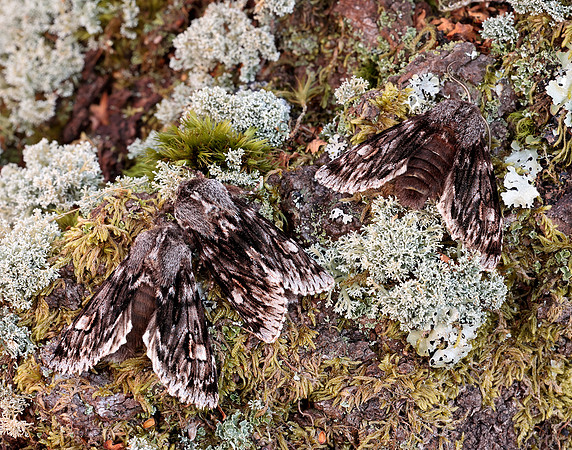 73.066 BF2228 Rannoch Sprawler Brachionycha nubeculosa
