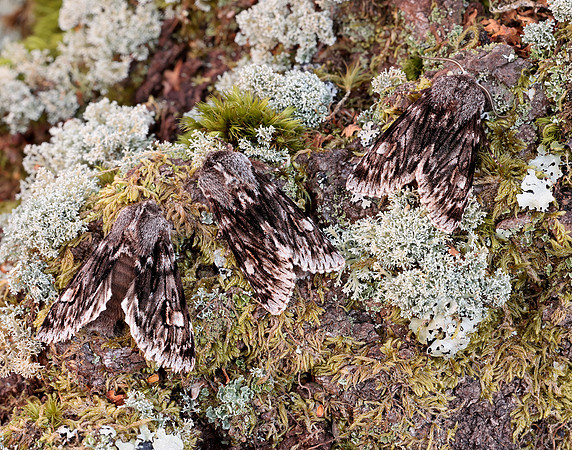73.066 BF2228 Rannoch Sprawler Brachionycha nubeculosa