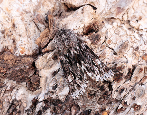 73.066 BF2228 Rannoch Sprawler Brachionycha nubeculosa