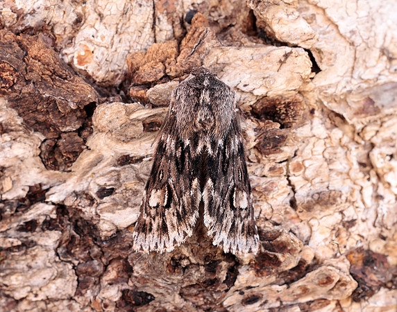 73.066 BF2228 Rannoch Sprawler Brachionycha nubeculosa