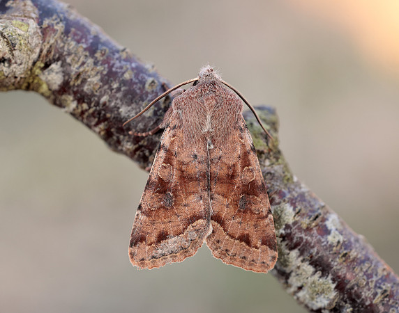 73.242 BF2188 Clouded Drab Orthosia incerta