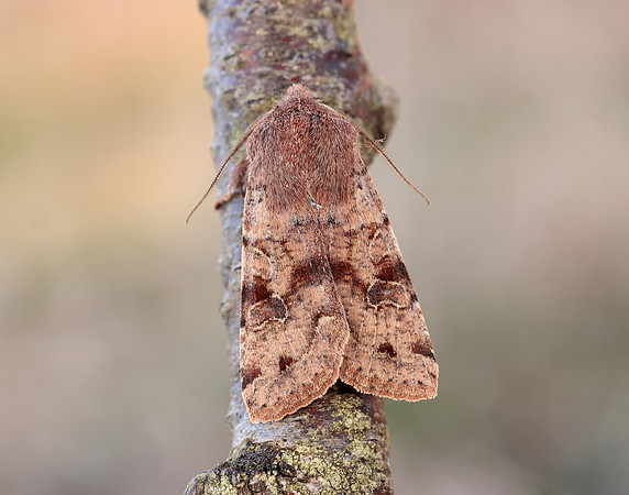 73.242 BF2188 Clouded Drab Orthosia incerta