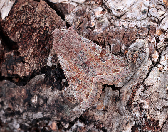 73.242 BF2188 Clouded Drab Orthosia incerta