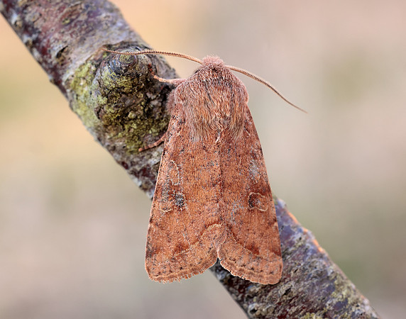 73.242 BF2188 Clouded Drab Orthosia incerta